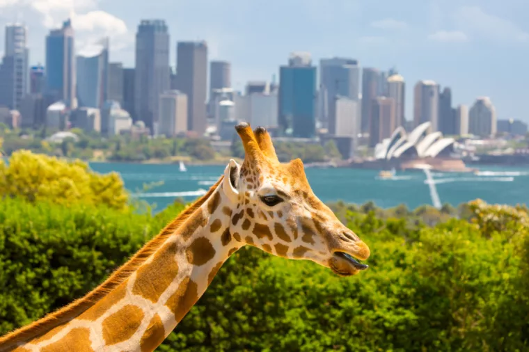Taronga Zoo Giraffe 2946 ST