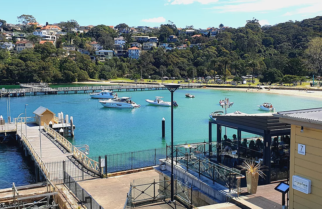 Ferry Chowder Marine Life in Sydney Harbour | Captain Cook Cruises Sydney