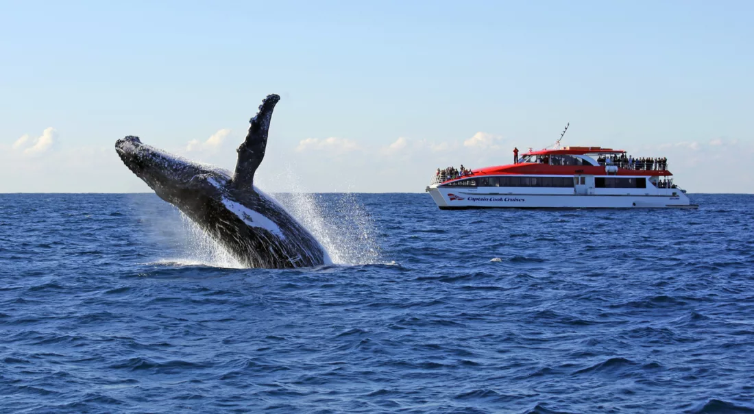 Whale Watching breaching jumping in front of Maggie Cat red rocket boat sightseeing wildlife