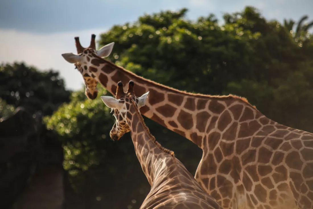 Taronga Zoo giraffes wildlife attraction HOHO sightseeing non-ccc unsplash