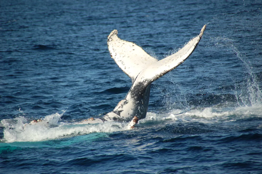 Whale 3893 - ST