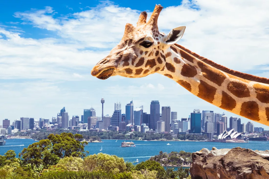 Taronga Zoo Giraffe 3907 ST