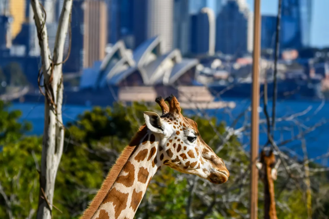 Taronga Zoo Giraffe 6698 ST