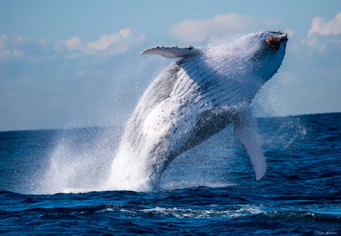 Whale breach 6908 ST