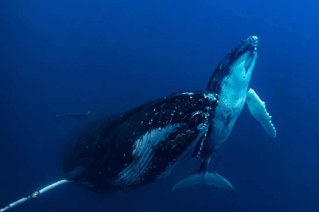 Humpback whale mother and calf 9186 ST