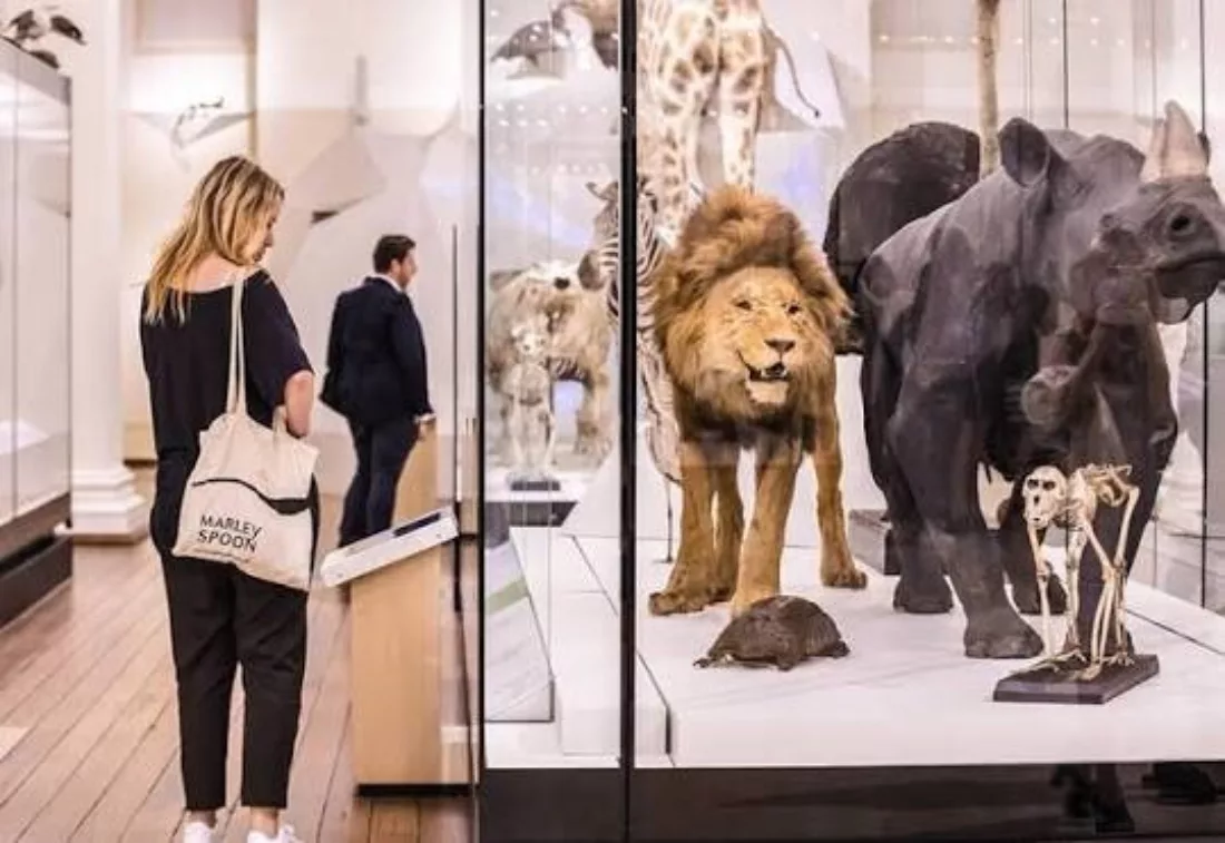 Australian Museum