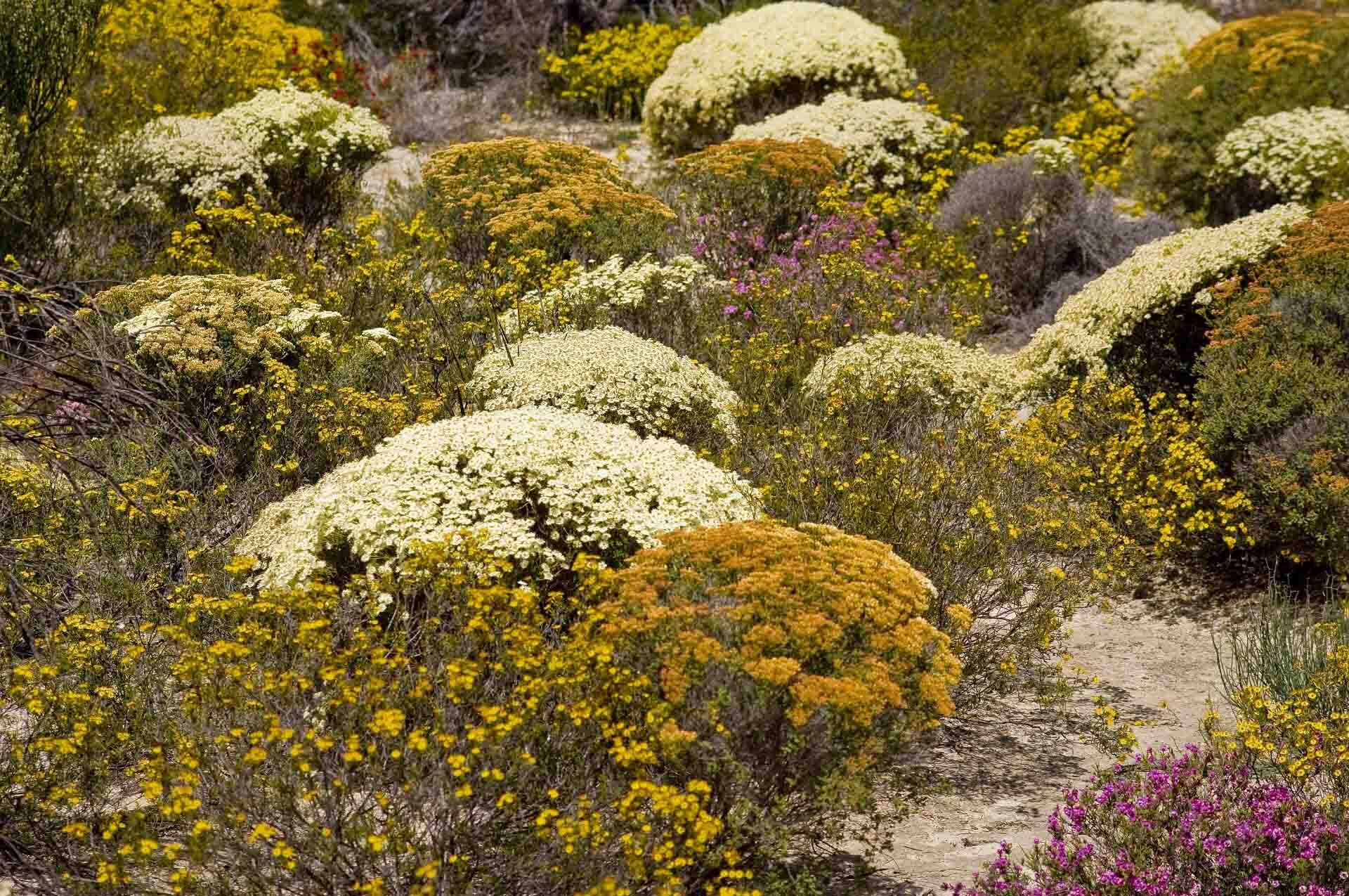 Wildflowers, York