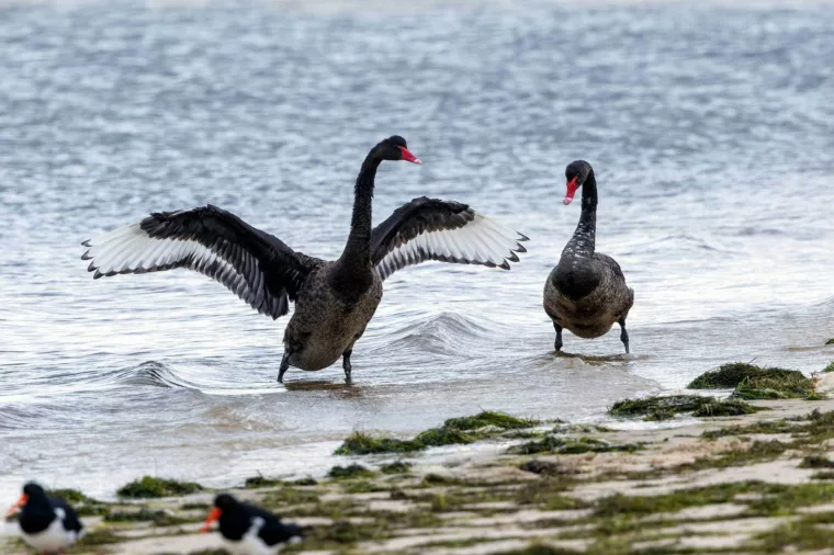 Swan river black swans