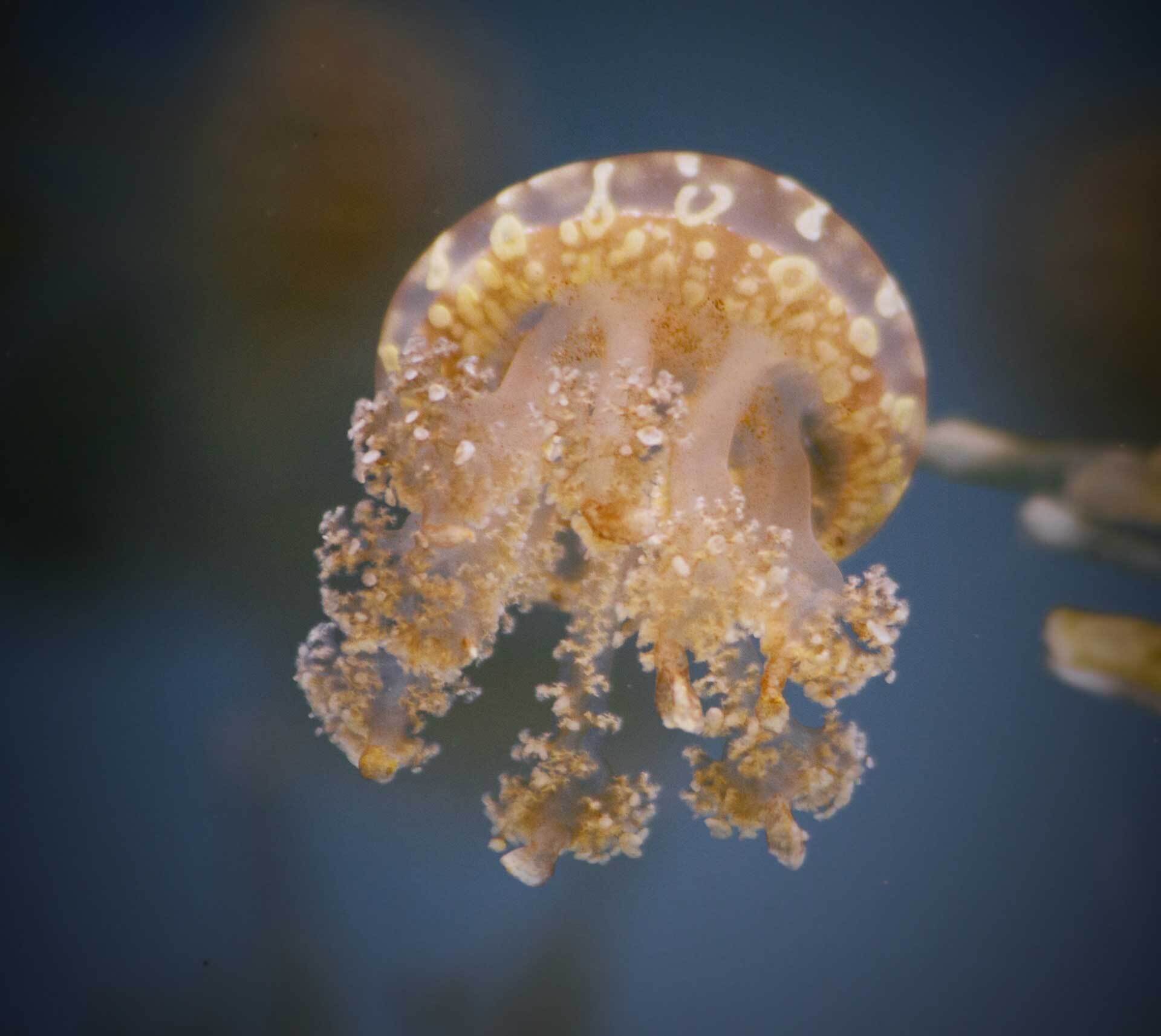 Brown jellyfish