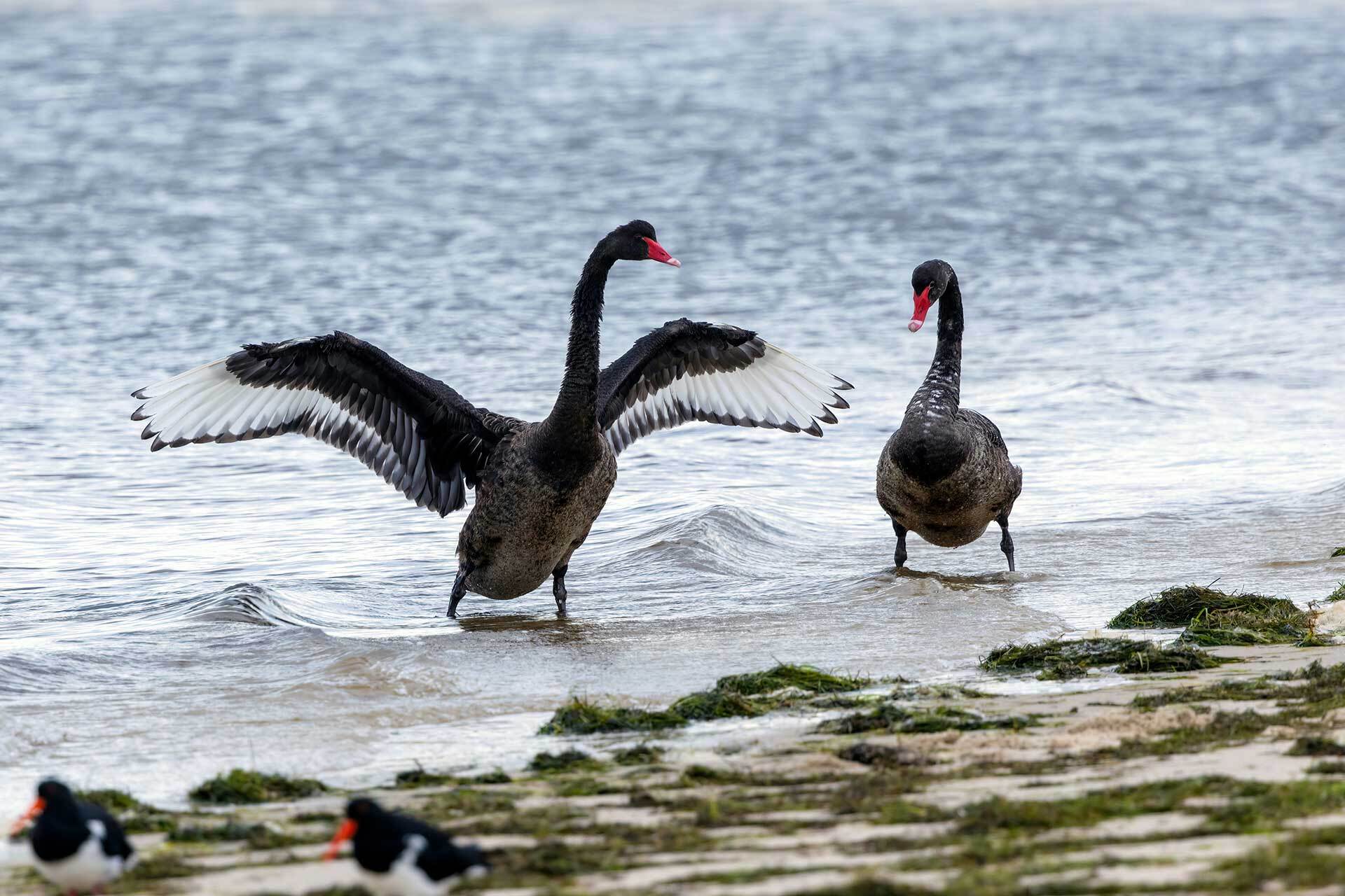 Black swans