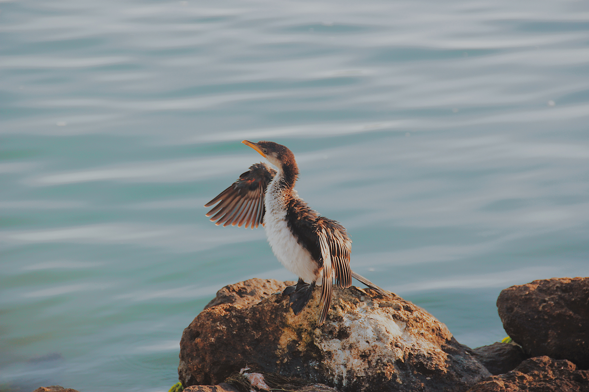 Cormorant