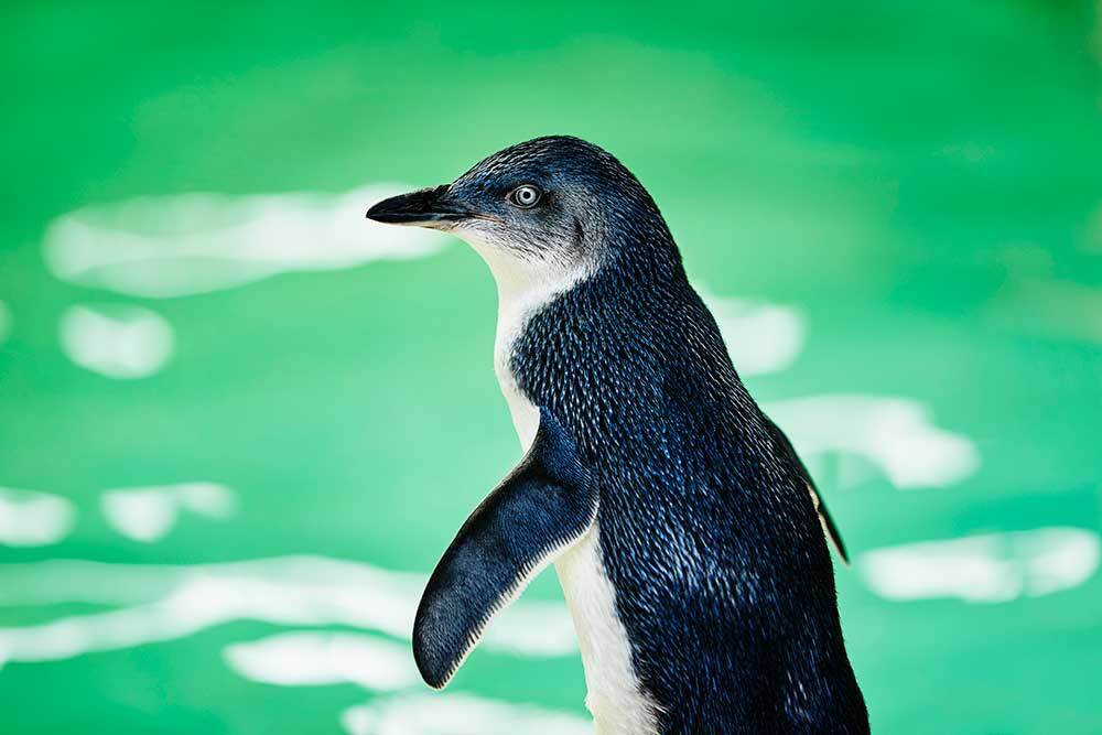 Penguin Island