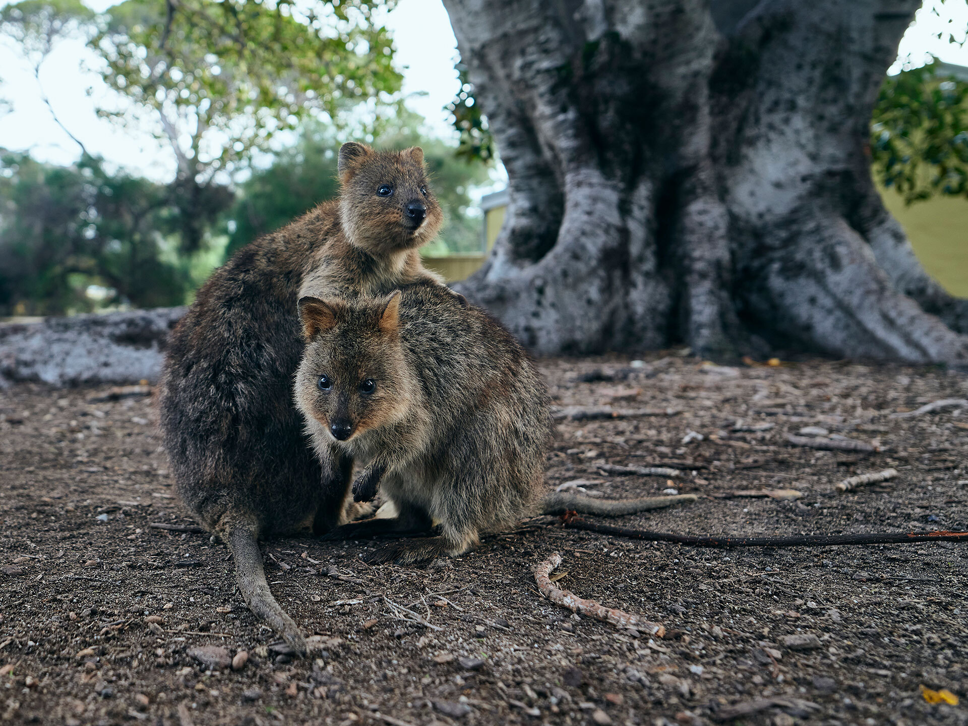 Quokkas on Rottnest Island