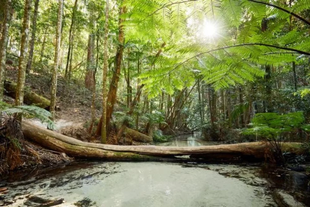 Wanggoolba Creek Kgari formerly Fraser Island