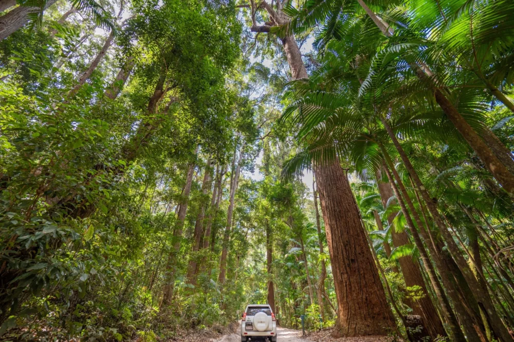 4WD driving through rainforest, K'gari (Fraser Island)