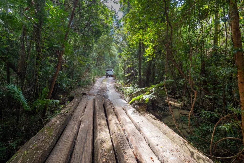 Log crossing in rainforest, K'gari (Fraser Island)