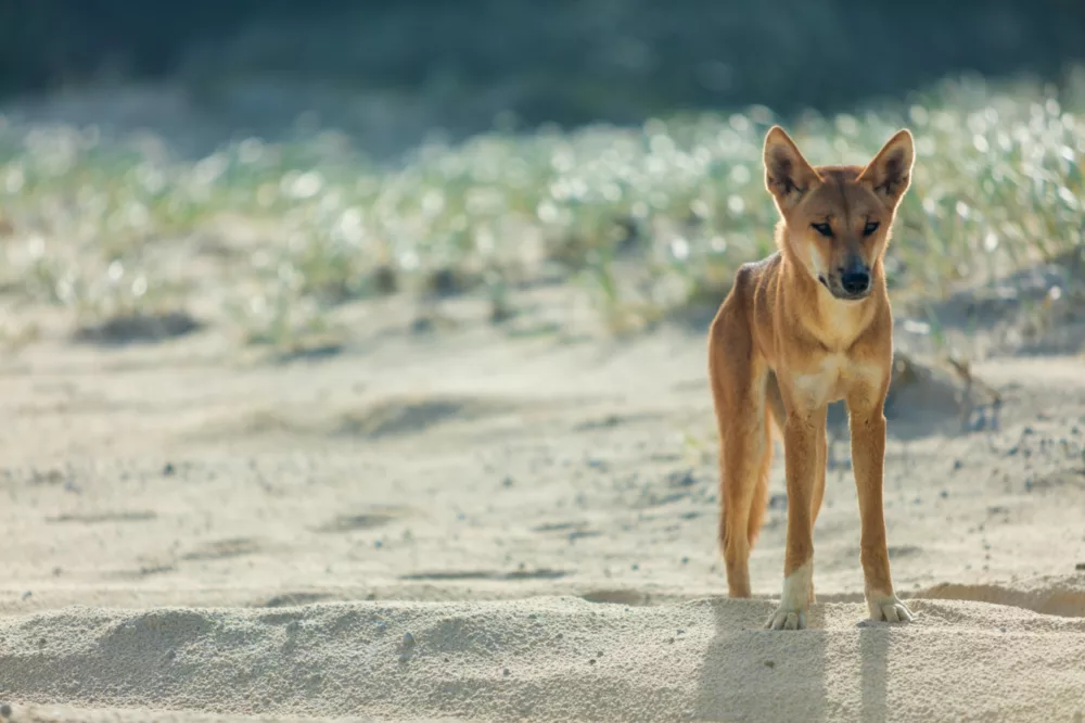 Dingo on the beach, K'gari (Fraser Island)