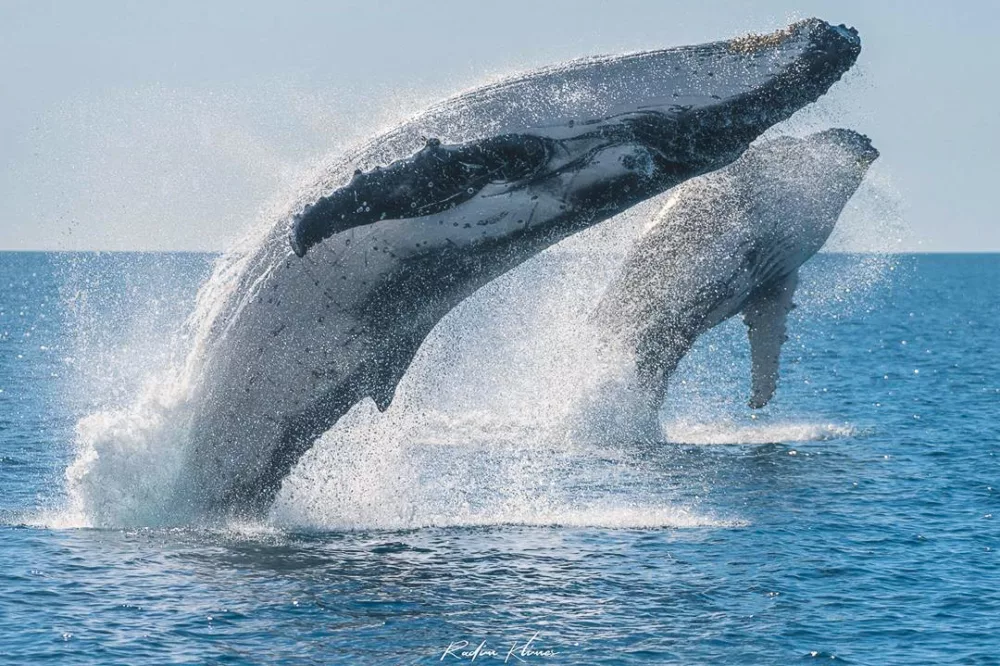 Two whales breaching out of the water, K'gari (Fraser Island)