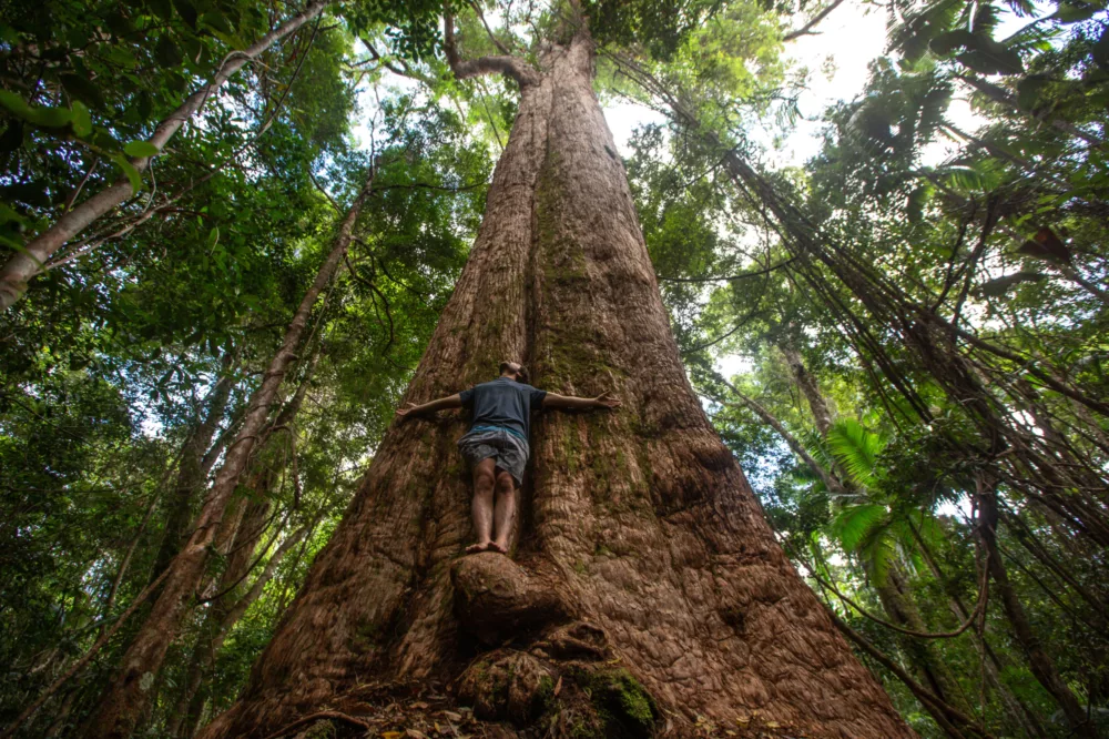 Person standing in front of huge Satinay tree, K'gari (Fraser Island)