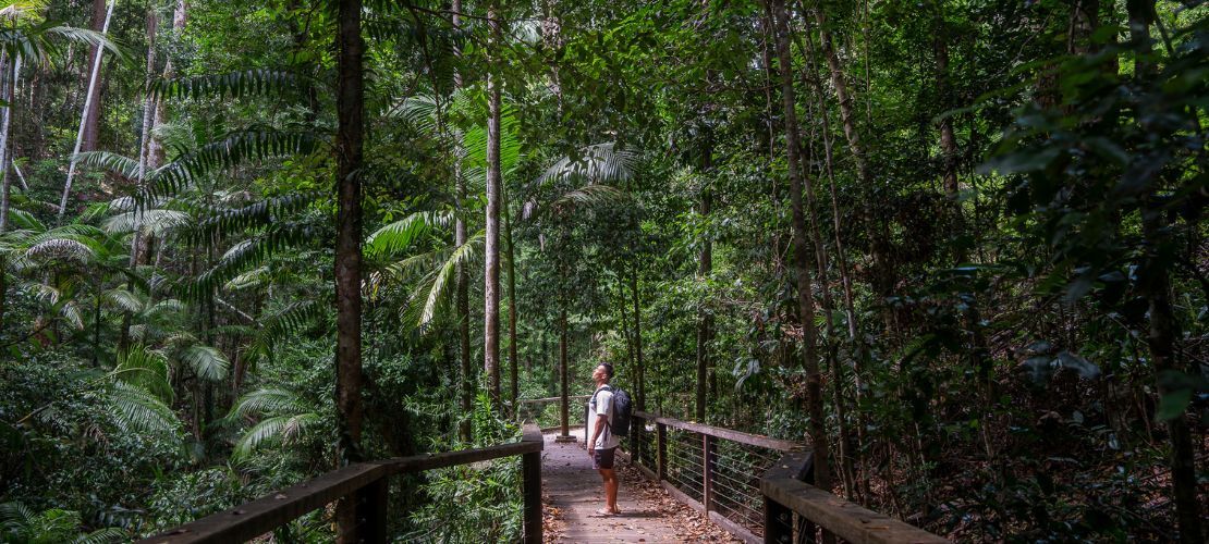Central Station Rainforest, K'gari Fraser Island