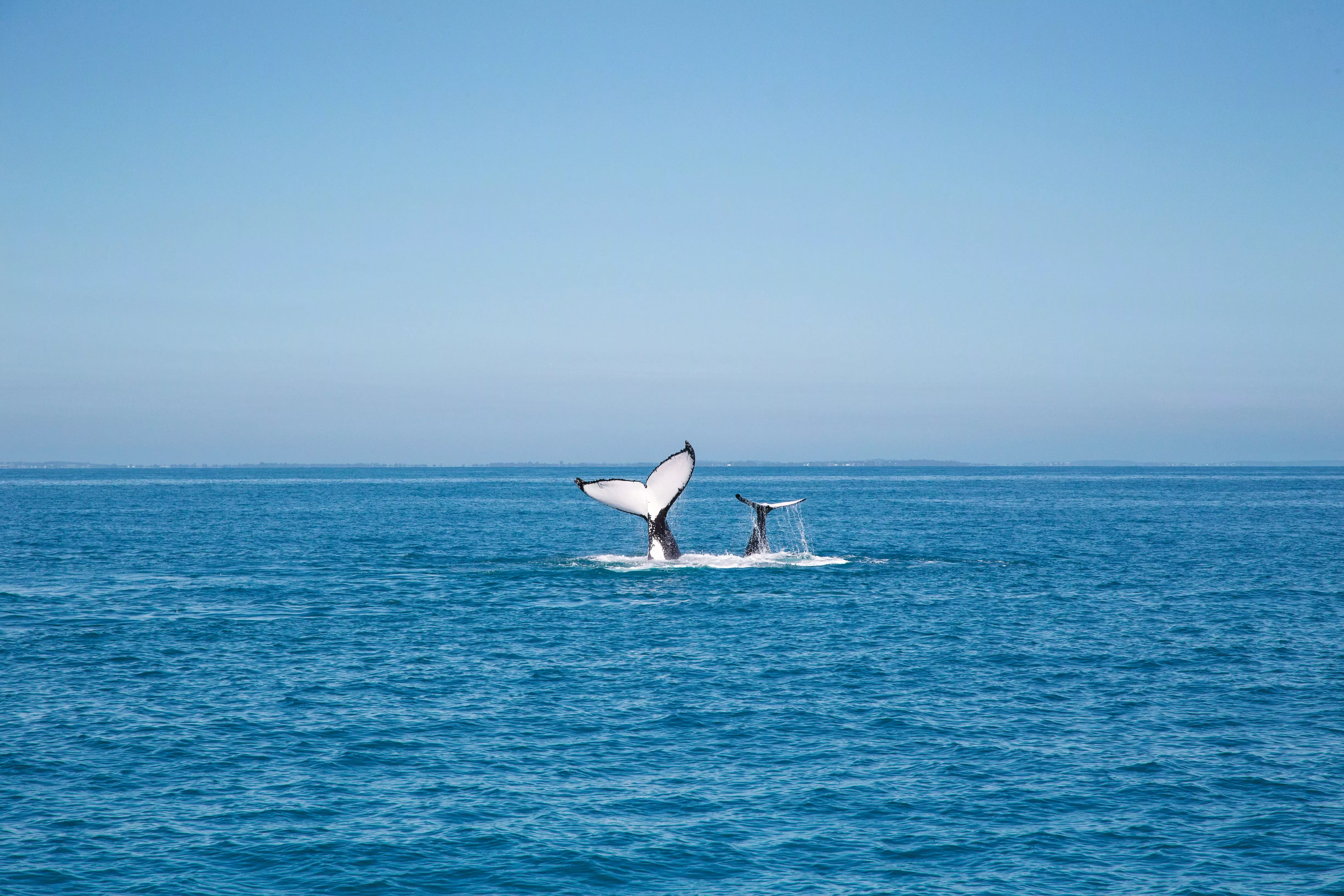 Whale Watching from K'gari