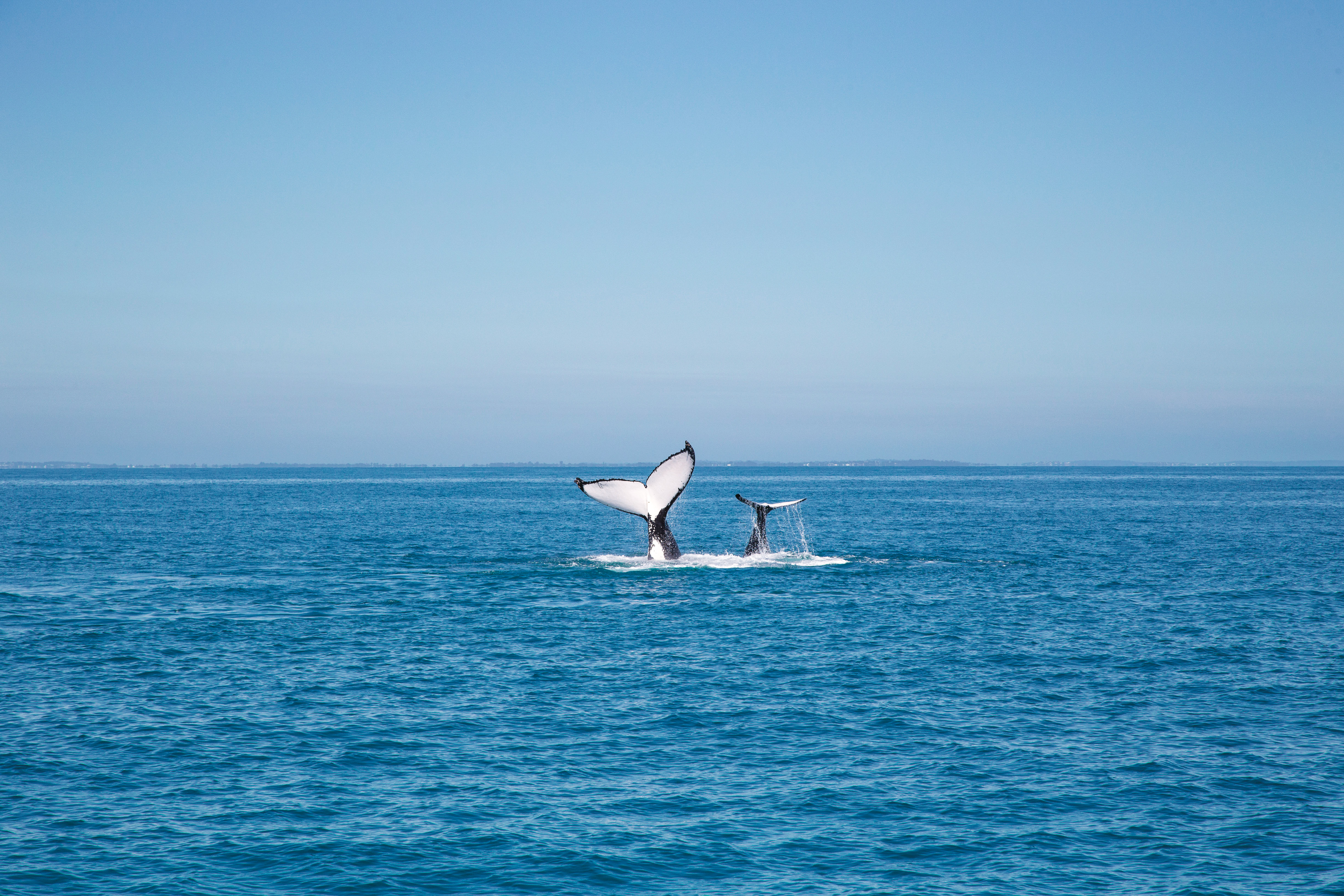 Whale Watching from K'gari