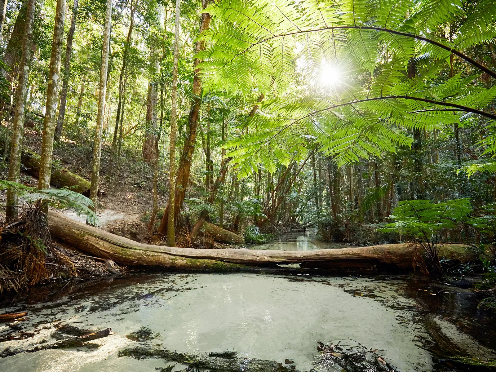 Wanggoolba Creek Rainforest, K'gari Fraser Island.