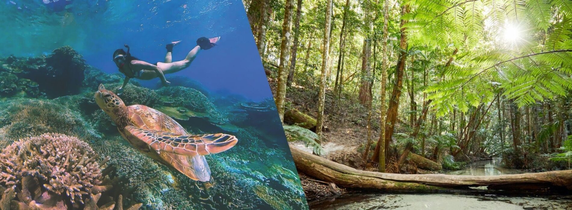 Rainforest Fraser Island 1992x1328