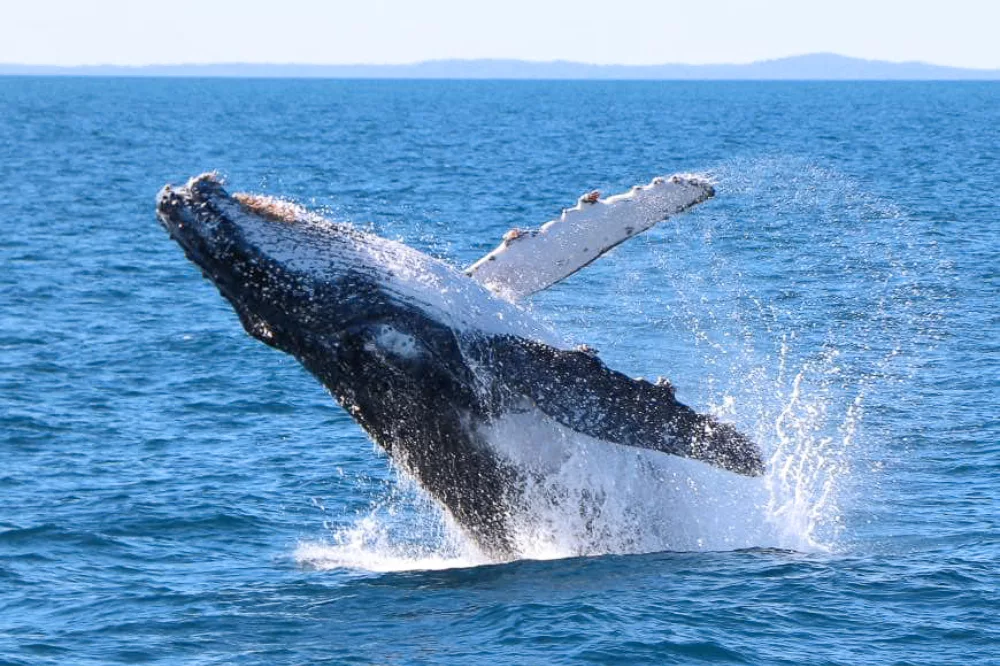 Whale breaching K'gari (Fraser Island)