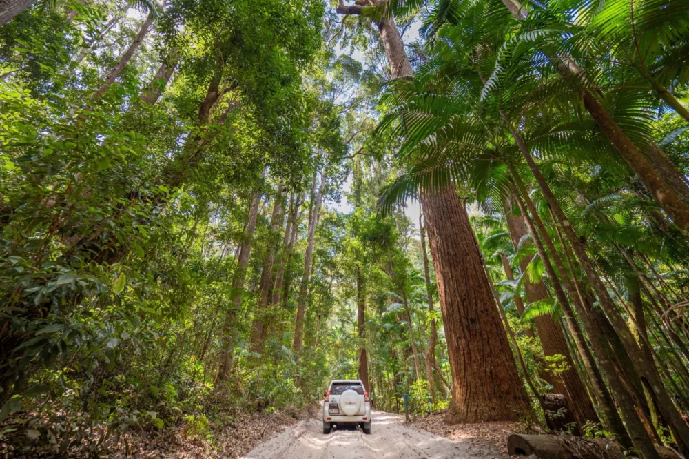 4WDing through rainforest on K'gari Fraser Island