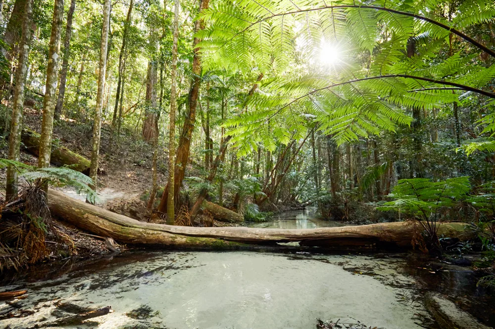 Wanggoolba Creek Rainforest on K'gari (Fraser Island)