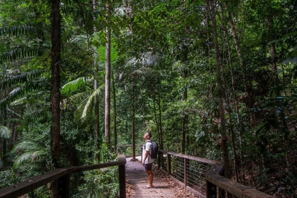 Central Station Rainforest Kgari Fraser Island
