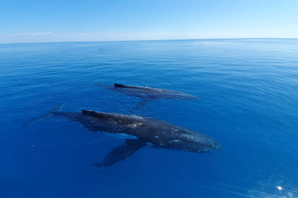 Humpback whales approaching the boat in water off the coast of K'gari Fraser Island