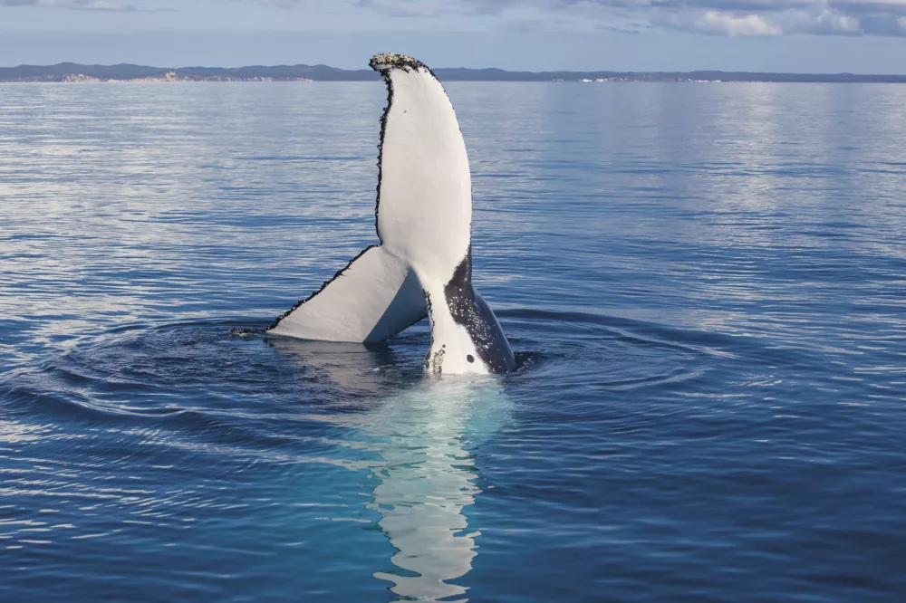 Humpback whale tail slap in water off the coast of K'gari Fraser Island