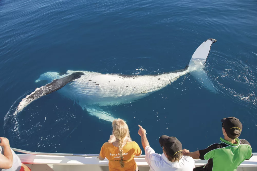 Humpback whale close to the boat in water off the coast of K'gari Fraser Island