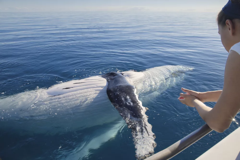 Humpback whale comes up close to a guest of Kingfisher Bay Resort's whale watching tour
