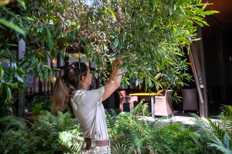 Bush tucker walk at Kingfisher Bay Resort