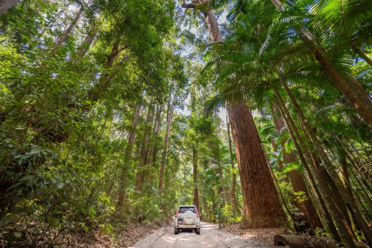 4WDing through rainforest on K'gari Fraser Island