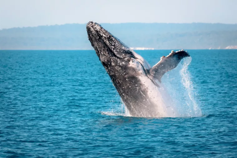 Whale breaching K'gari (Fraser Island)