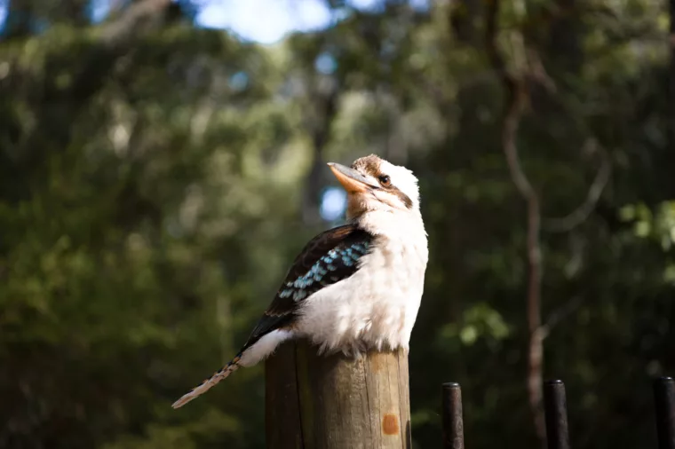 Kookaburra at K'gari (Fraser Island)