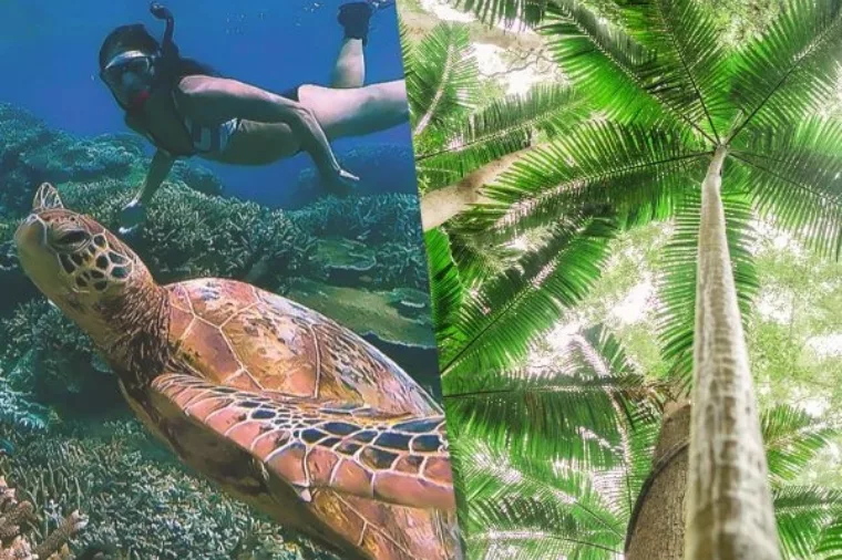 Reef 2 Rainforest collage