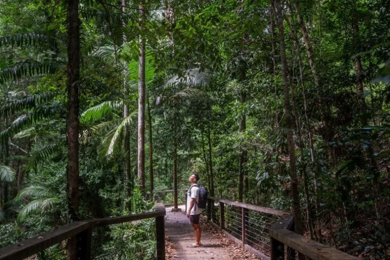 Central Station Rainforest Kgari Fraser Island