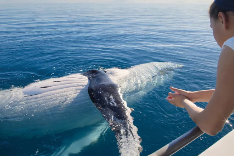 Whale watching Kgari Fraser Island