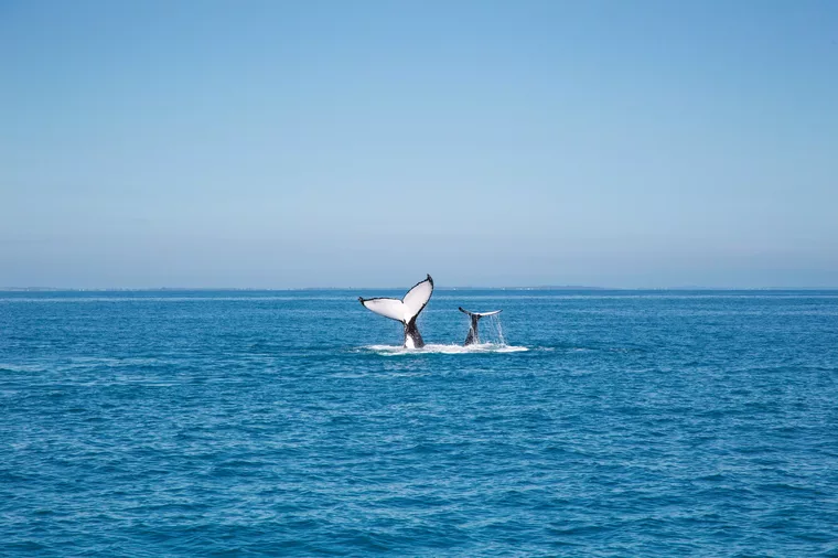 Whales socialise and play off the coast of K'gari Fraser Island