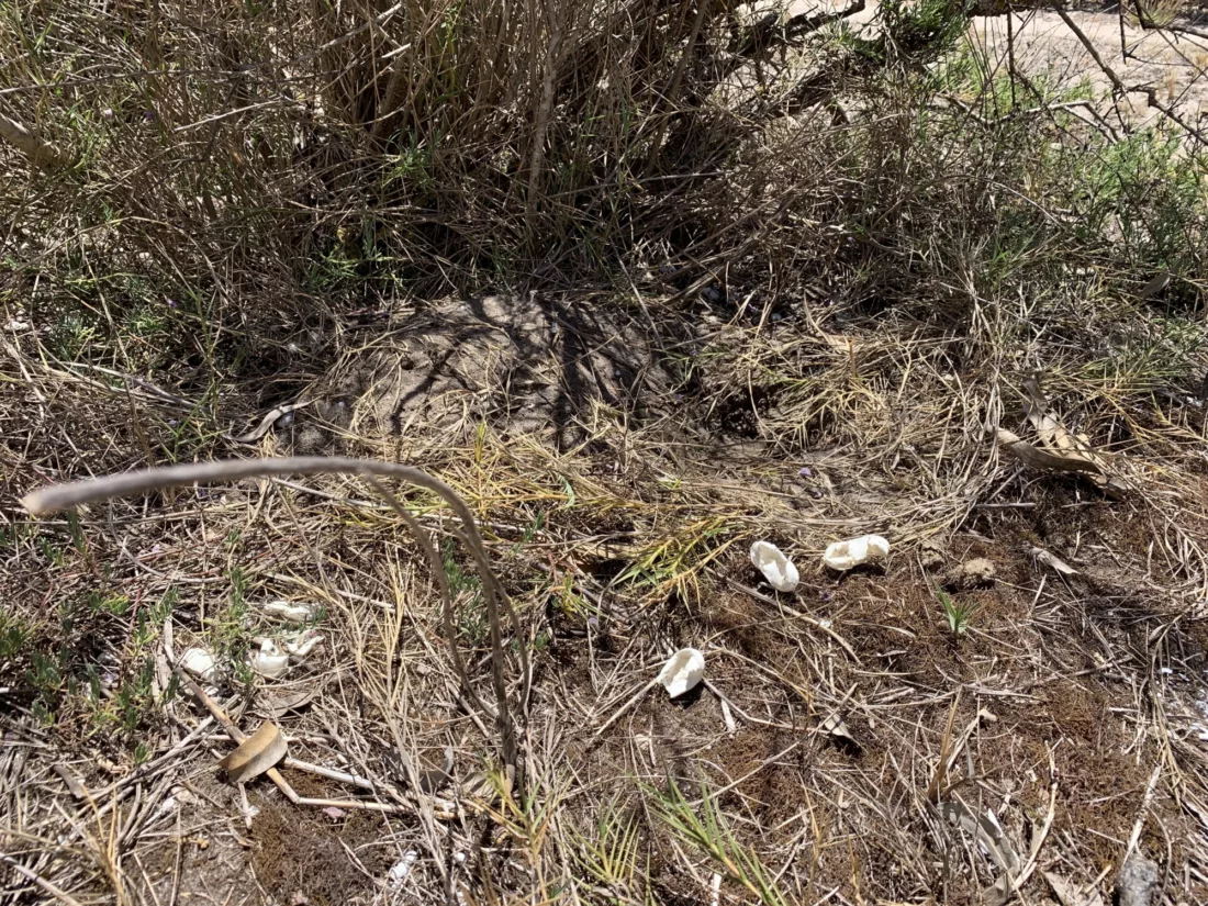 Turtle Nest that has been dug up by a fox Riverglades SA