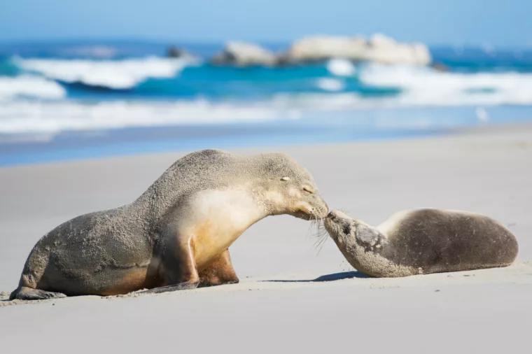 Kangaroo Island seals
