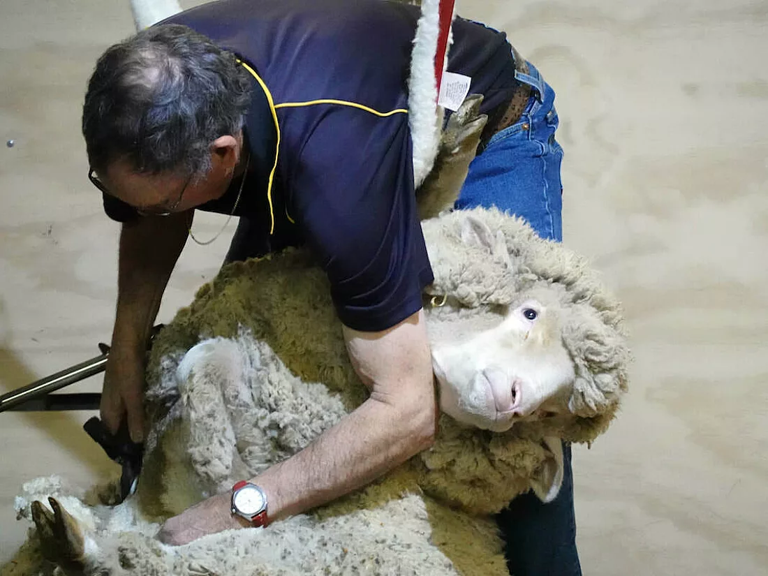 Sheep shearing