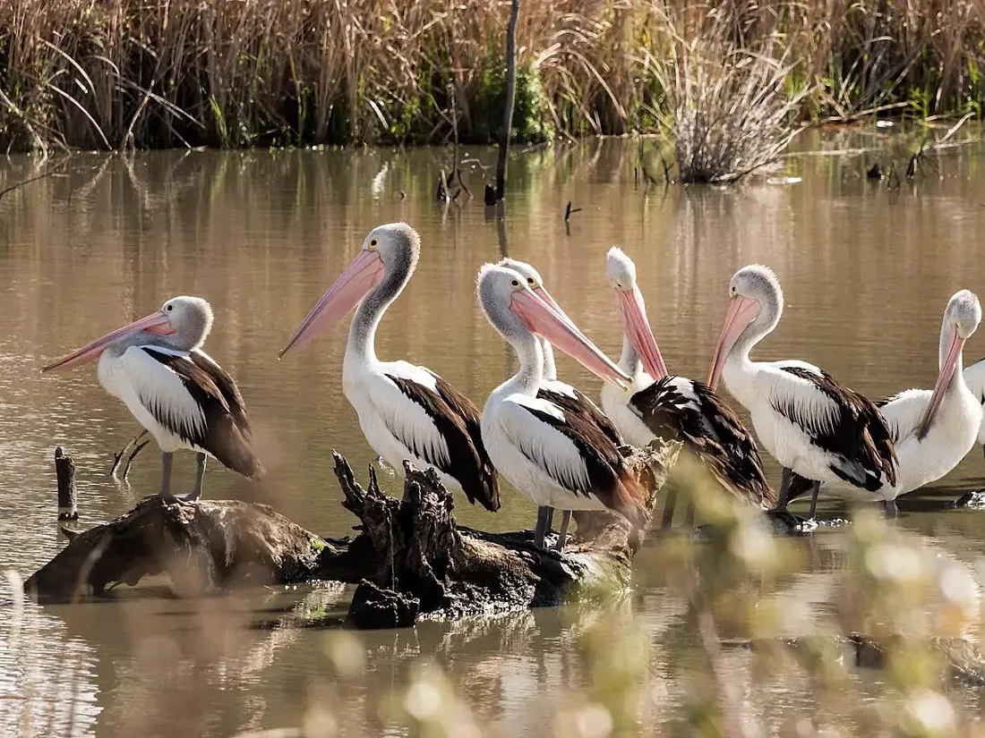 Procrastinating pelicans swan reach