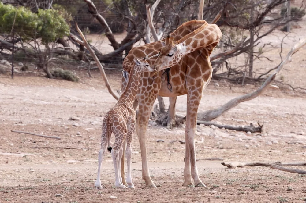 Giraffe Scarlett and Calf 2