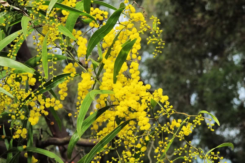 Notification Of Future Services SeaLink Bay Islands notification-of-future-services-sealink-bay-islands